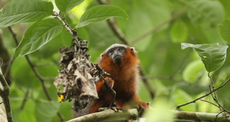 5 jours d'aventure en Amazonie à Cuyabeno et Papallacta - Rebecca Adventure Travel 6