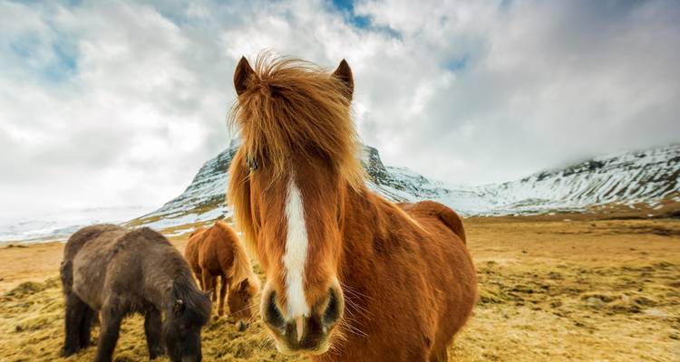 Una semana de campamento en Islandia - Intrepid Travel 2