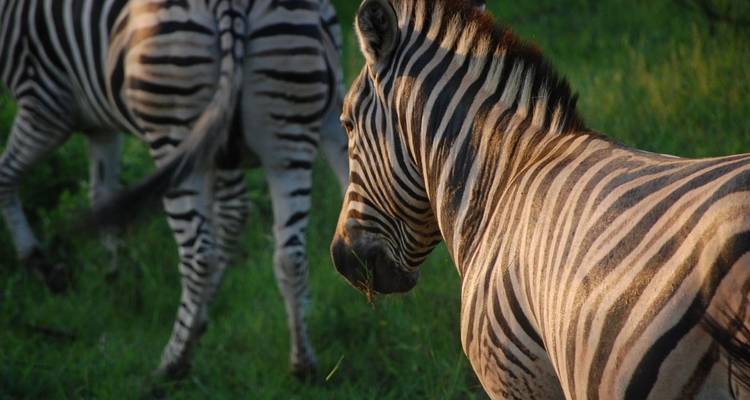 Classic South Africa - Cullinan Guided Journeys 6