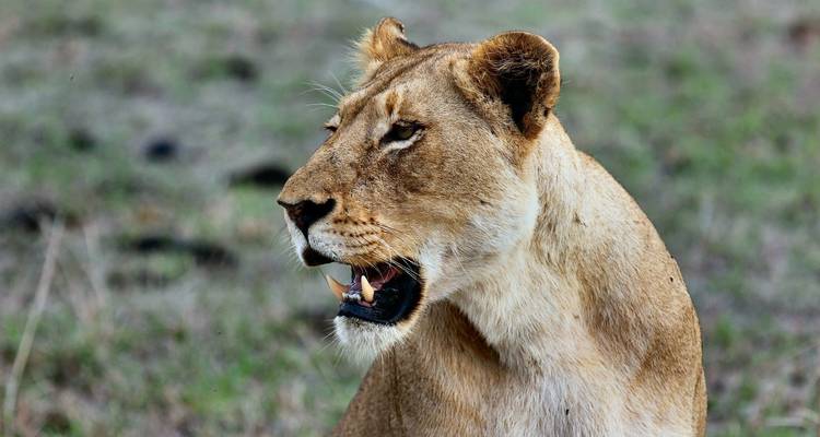 Safari "Wild Kingdoms" - de Johannesburg à Durban - Cullinan Guided Journeys 7