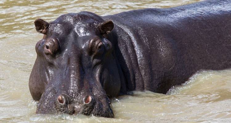 Safari "Wild Kingdoms" - de Johannesburg à Durban - Cullinan Guided Journeys 2