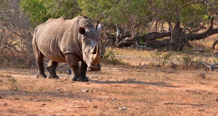Explorador del Parque Kruger - Cullinan Guided Journeys 2