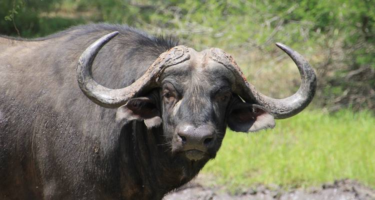 Explorador del Parque Kruger - Cullinan Guided Journeys 8