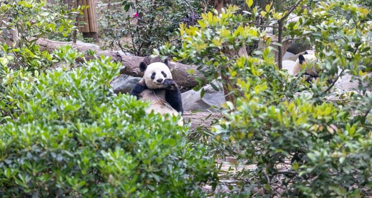 Un panda gigante relajado descansa contra un tronco entre vegetación exuberante dentro de una reserva de conservación.