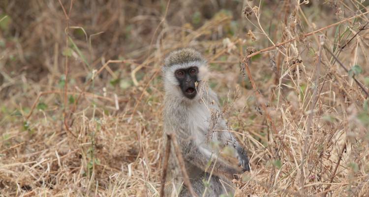 Safari de la grande migration du Serengeti en Tanzanie - Sed Adventures Tours and Safaris 3
