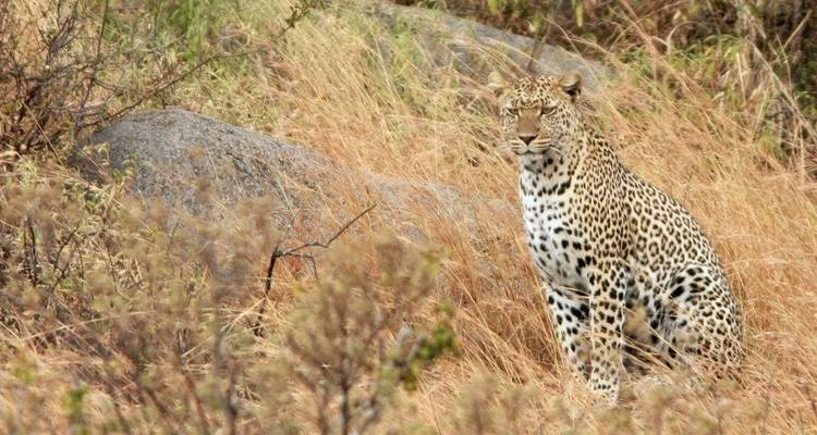 Safari de la grande migration du Serengeti en Tanzanie - Sed Adventures Tours and Safaris 4