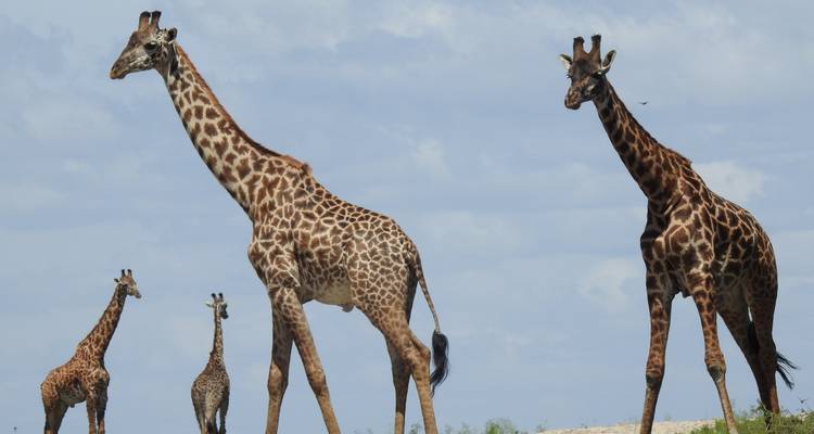 Safari de la grande migration du Serengeti en Tanzanie - Sed Adventures Tours and Safaris 6
