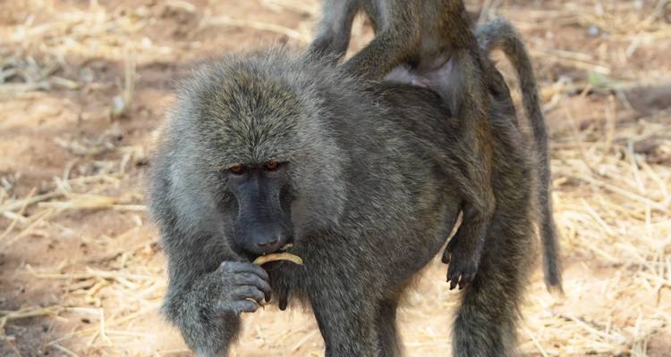 5 jours de safari animalier - Sed Adventures Tours and Safaris 3