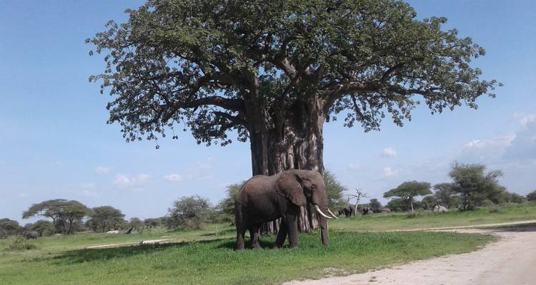 5 jours de safari animalier - Sed Adventures Tours and Safaris 4