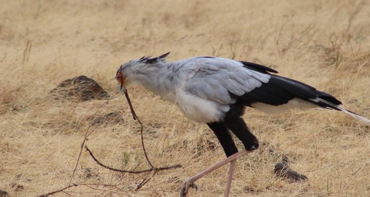 Sekretär-Vogel beugt sich in der Savanne hinunter.