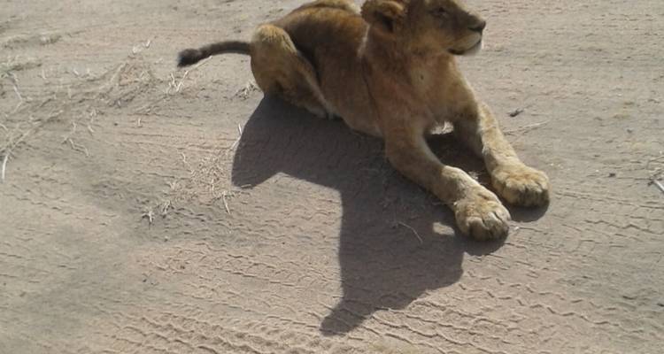 Löwenjunges ruht auf einer sandigen Oberfläche.