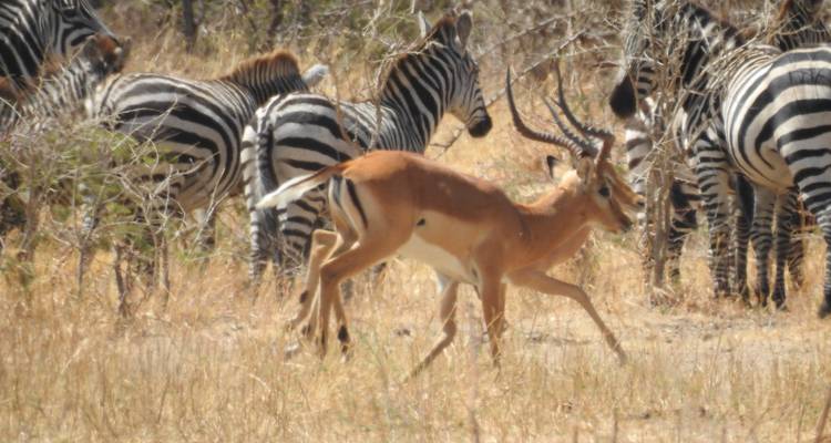 Antilope läuft inmitten von Zebras in einer Savanne.