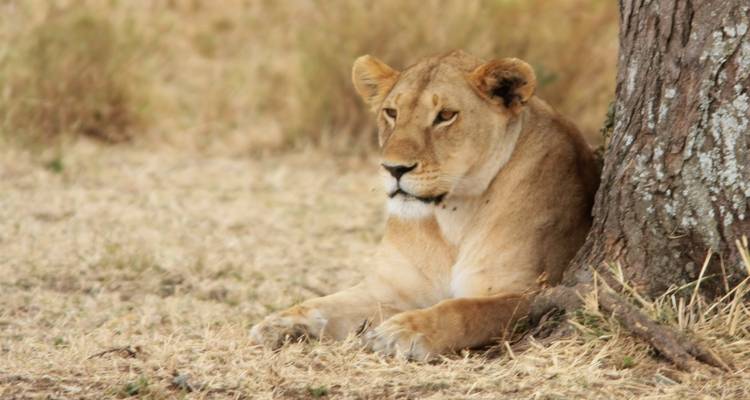 Affordable Budget Camping - 7 days Wildlife Safari. - Sed Adventures Tours and Safaris 6