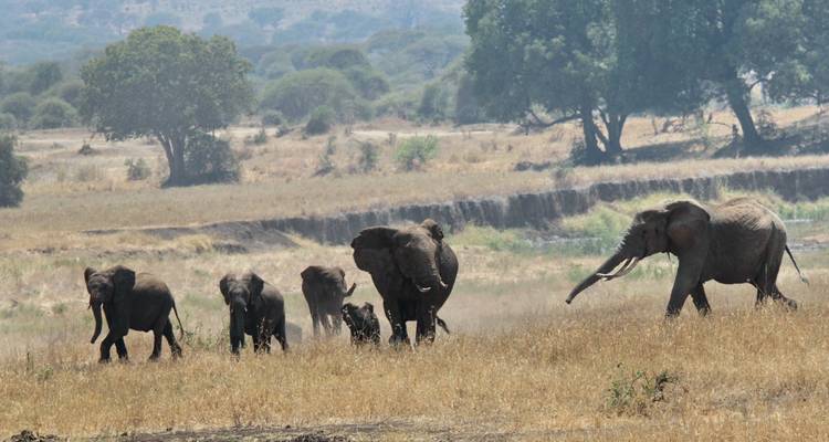 Affordable Budget Camping - 7 days Wildlife Safari. - Sed Adventures Tours and Safaris 4