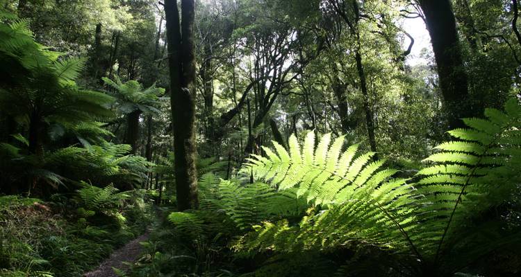 Lush green forest with ferns and sunlight filtering through.
