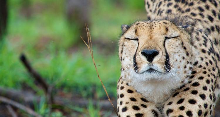 Nahaufnahme eines Geparden mit geschlossenen Augen, sein geflecktes Fell scharf vor einem unscharfen grünen Savannengrund