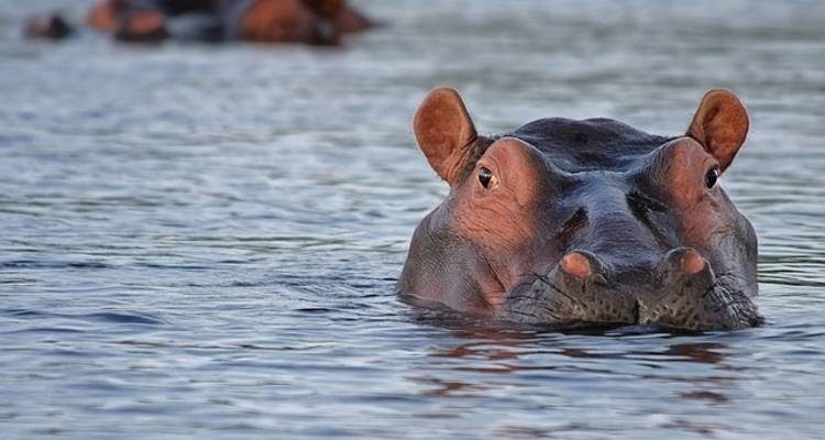 Viajes: Safari en Botsuana y Zimbabue Viajes de National Geographic - National Geographic Journeys with G Adventures 3