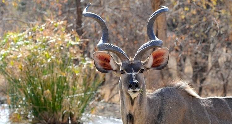 Viajes: Safari en Botsuana y Zimbabue Viajes de National Geographic - National Geographic Journeys with G Adventures 4