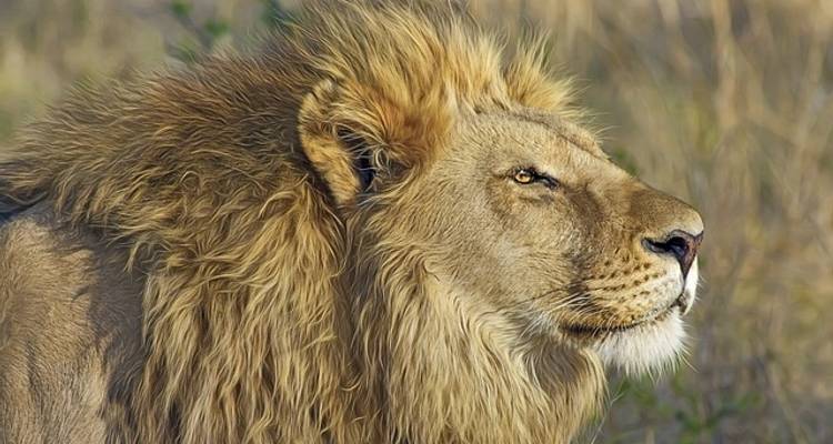 Viajes: Safari en Botsuana y Zimbabue Viajes de National Geographic - National Geographic Journeys with G Adventures 1