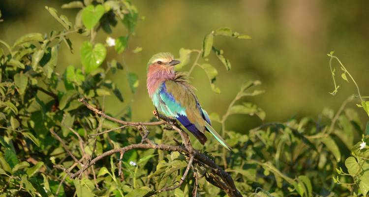 Journeys: Botswana & Zimbabwe Safari National Geographic Journeys - National Geographic Journeys with G Adventures 2