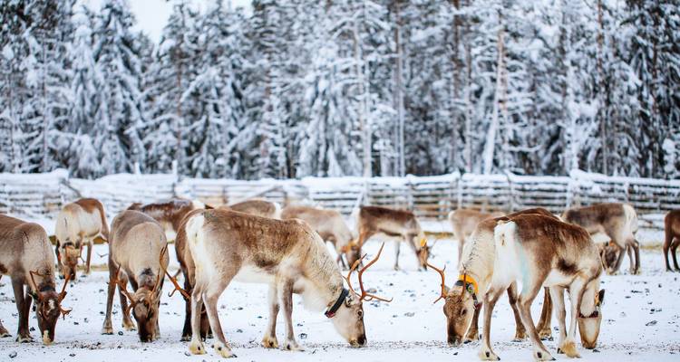 Troupeau de rennes se nourrissant sur la neige dans un enclos forestier hivernal en Laponie
