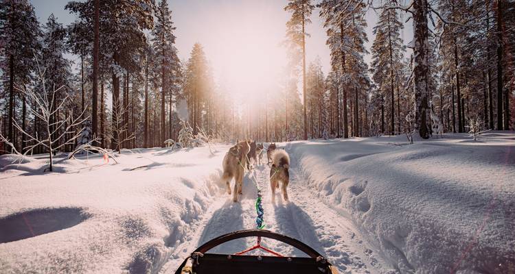 Point-of-view from a dogsled as huskies run through a sunlit snowy pine forest.