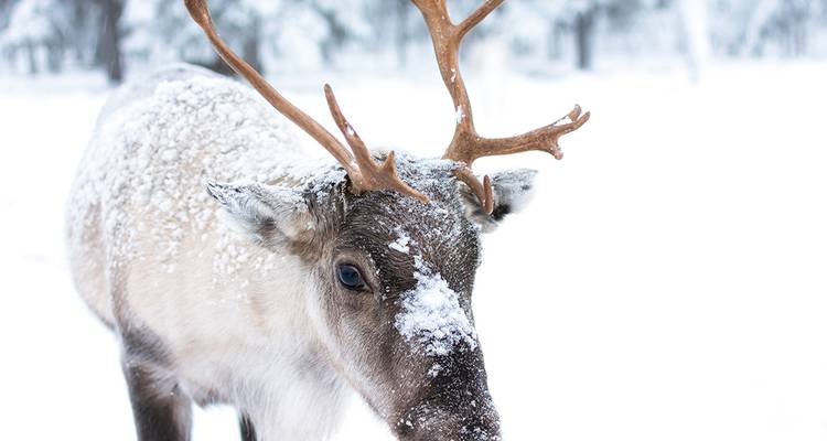 La Laponie finlandaise en hiver - Intrepid Travel 9