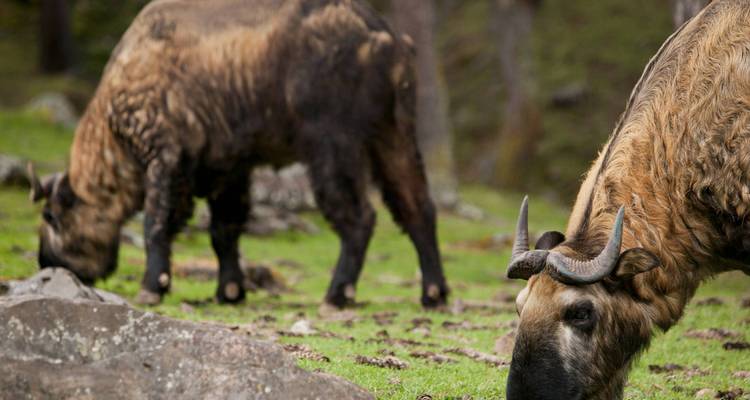Two takins grazing in a forest setting.