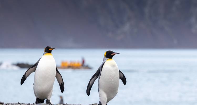 Deux manchots royaux se tiennent sur une plage volcanique avec un zodiac d'explorateurs flou en arrière-plan.