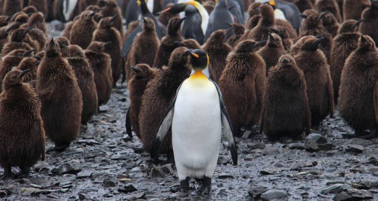L'épopée de l'Antarctique : Traversée des Malouines, de la Géorgie du Sud et du cercle antarctique via Buenos Aires, organisée par Quark - Exodus Adventure Travels 4