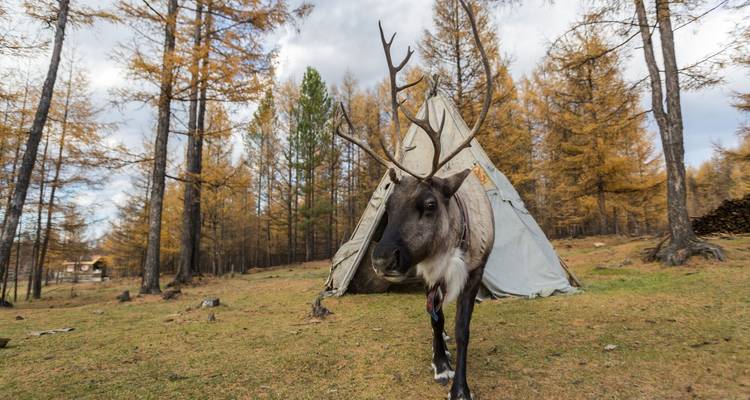 Un reno posa frente a un tipí tradicional de lona rodeado por el paisaje del bosque en otoño.