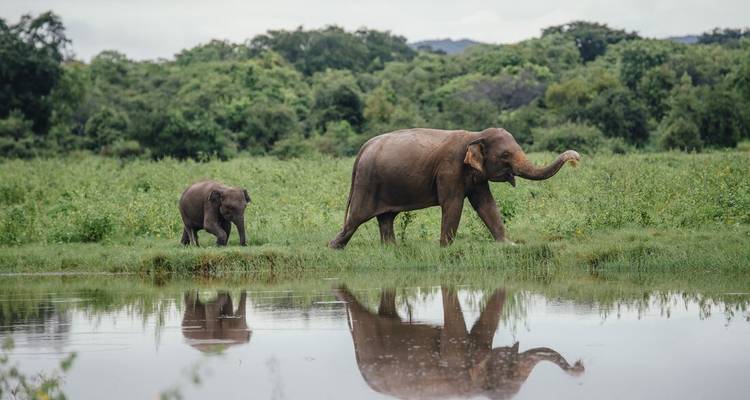 Explorer le Sri Lanka - Intrepid Travel 4