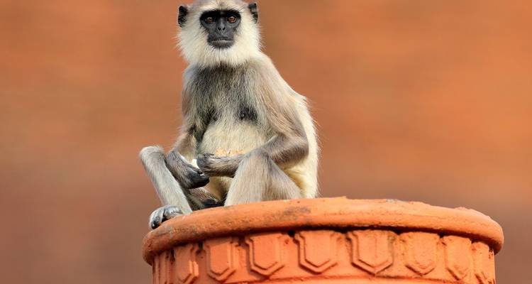 Langur assis au sommet d'une structure en pierre.