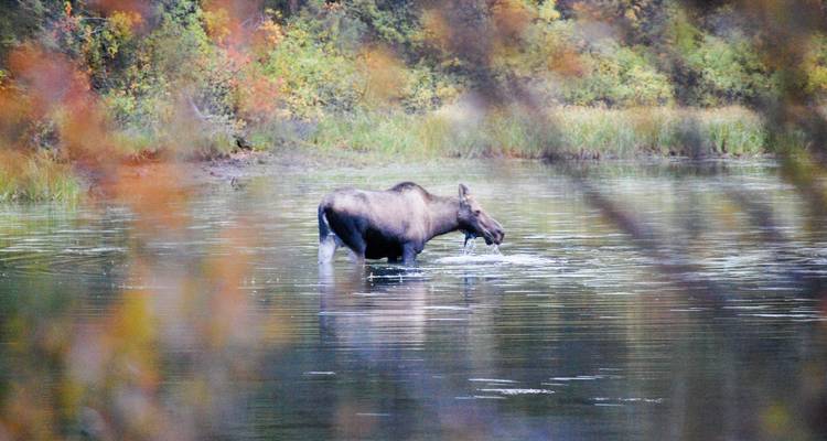 Le Klondiker : Pagayer sur la rivière Big Salmon - Ruby Range Adventure 3
