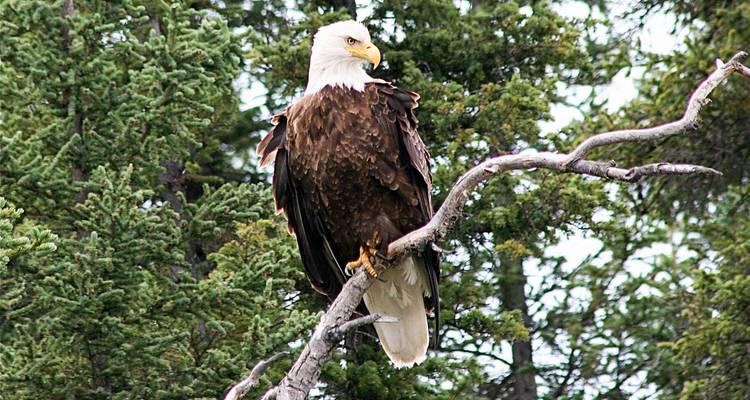 L'esprit du Yukon : La rivière Teslin - Ruby Range Adventure 6