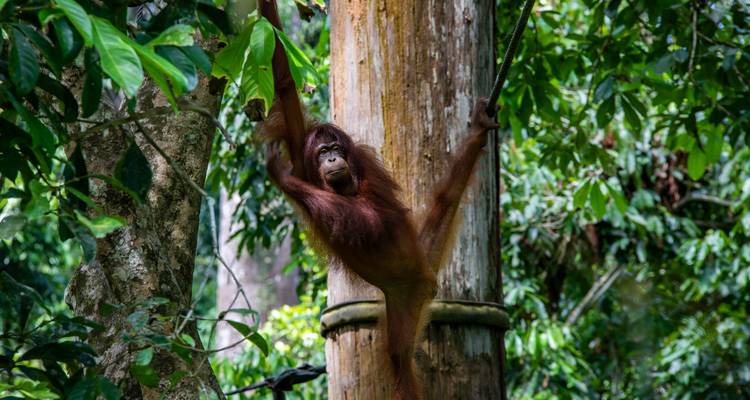 Journeys : Le meilleur de Bornéo National Geographic Journeys - National Geographic Journeys with G Adventures 1