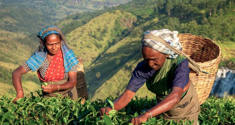 Deux cueilleuses de thé portant des foulards colorés cueillent des feuilles de thé frais sur une plantation verdoyante située sur un versant montagneux.