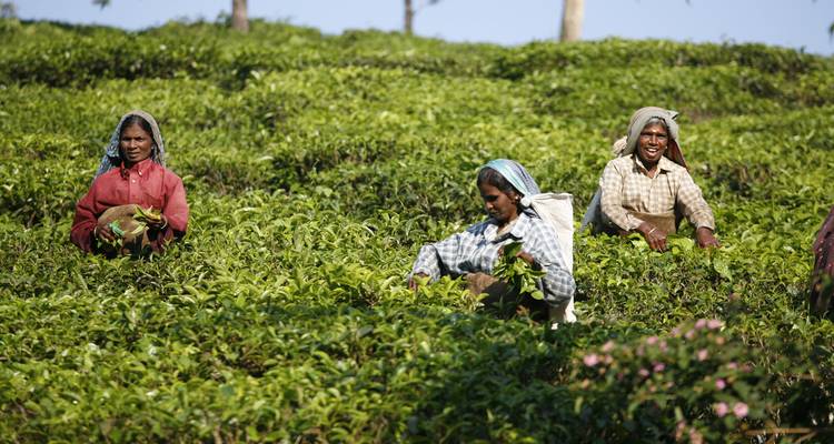 Expédition en Inde : Sikkim, Assam et Nagaland - Intrepid Travel 3
