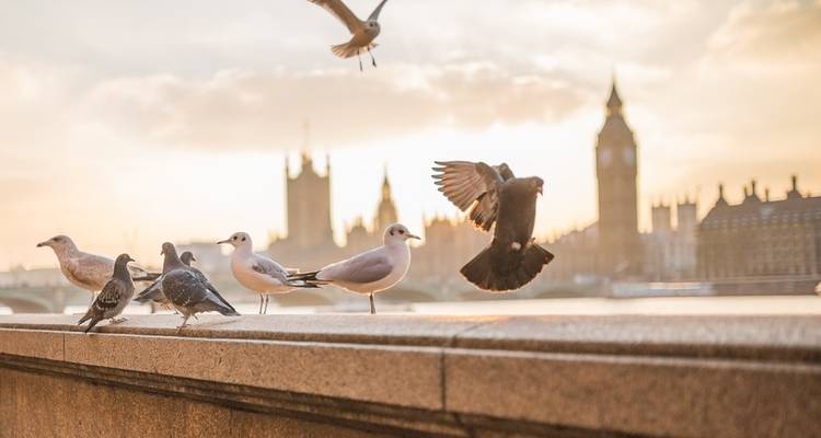 Flavours of Europe (Classic, End London) - Insight Vacations 3