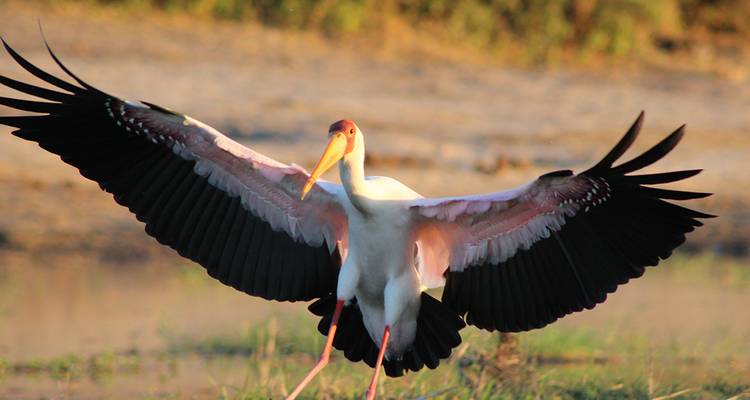 Escapada al Parque Nacional de Chobe - Intrepid Travel 5