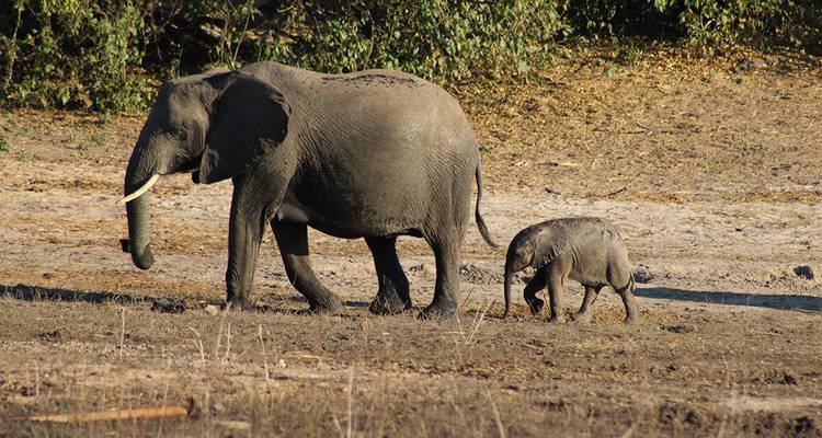 Escapada al Parque Nacional de Chobe - Intrepid Travel 3