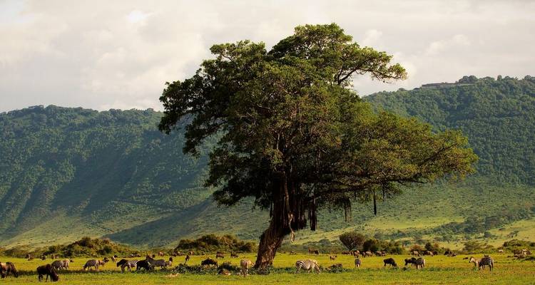 Safari au Kilimandjaro - Route de Machame - Intrepid Travel 4