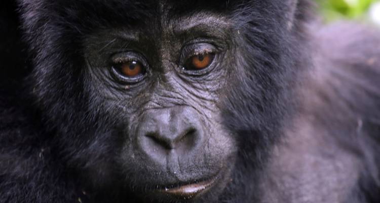 Gorillas & Masai Mara - Camping Reverse - Exodus Adventure Travels 7