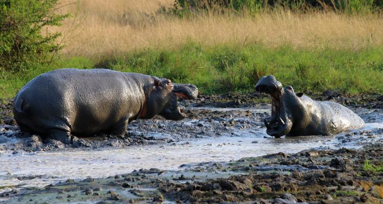 Gorillas & Masai Mara - Camping Reverse - Exodus Adventure Travels 4