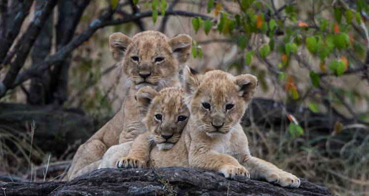 Tres cachorros de león descansando en una roca rodeada de arbustos de la sabana, mirando curiosamente hacia la cámara.