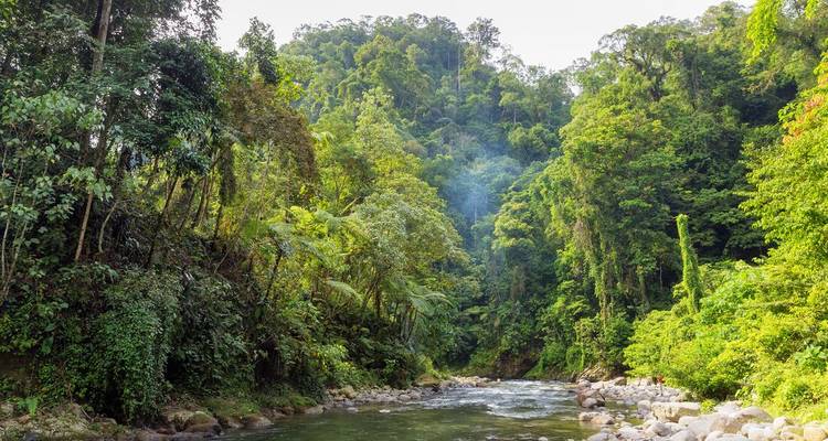 Rivière coulant à travers une jungle dense.