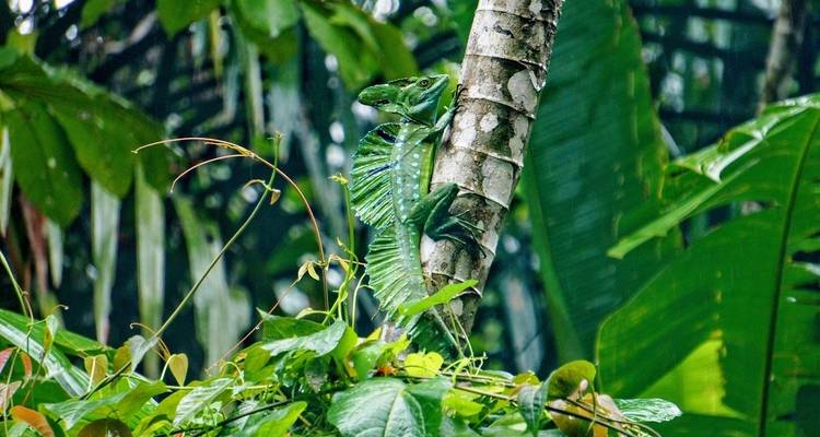 Tortuguero: un paraíso natural en Costa Rica - Green World Adventures 9