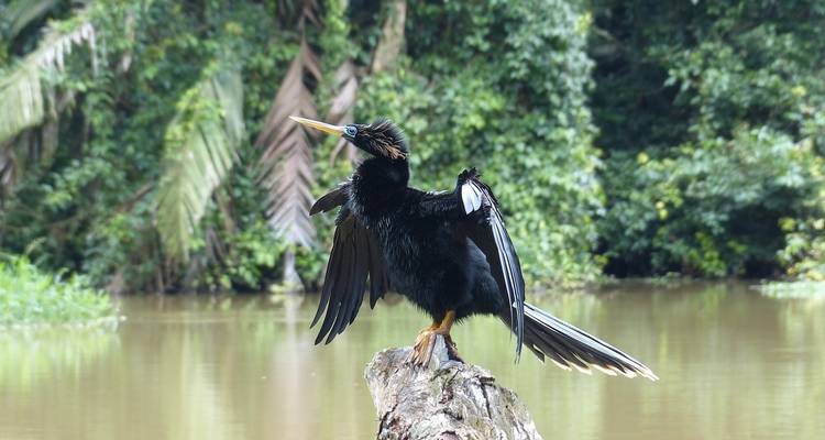 Tortuguero: un paraíso natural en Costa Rica - Green World Adventures 3