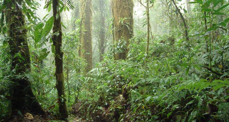 Volcán Arenal y bosque Nuboso de Monteverde Costa Rica, la combinación perfecta - Green World Adventures 10