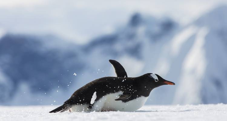 Antarctique classique en profondeur - G Adventures 2